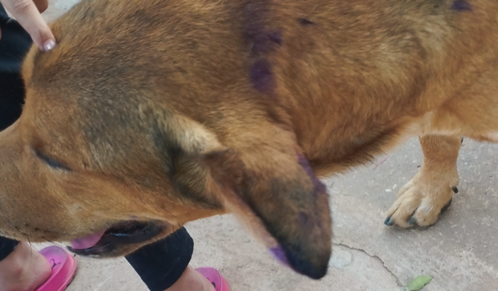Cirurgia para meu cachorro kaleb