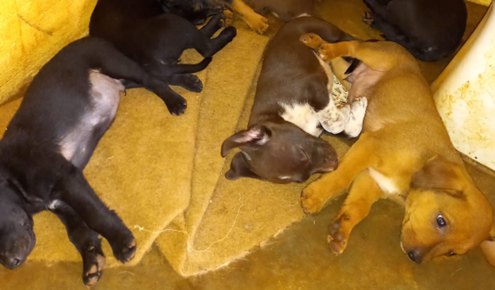 Ajude com ração para filhotes abandonados