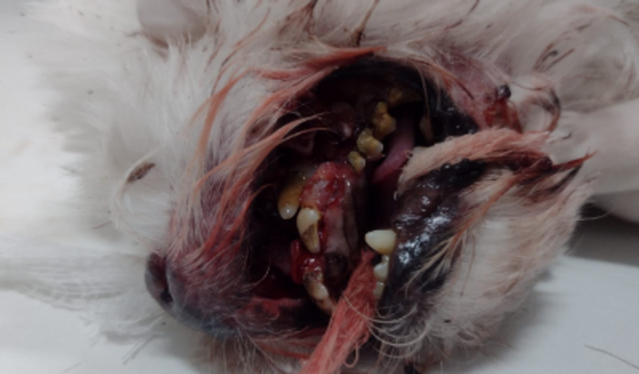 Tratamento do madruguinha