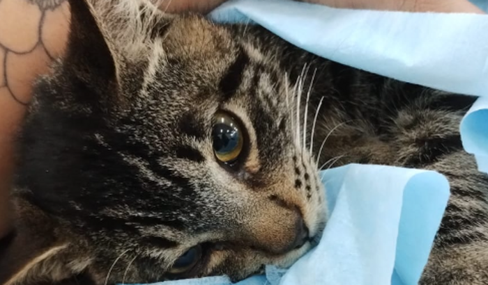 Cirurgia do Achatadinho 