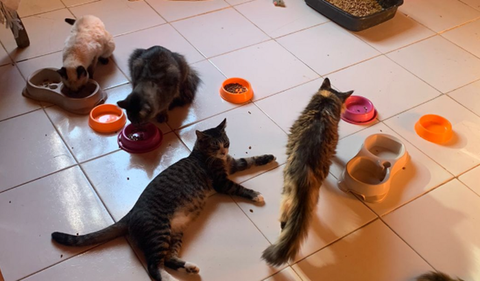 Ajuda para conseguirmos levar nossos animais conosco na mudança