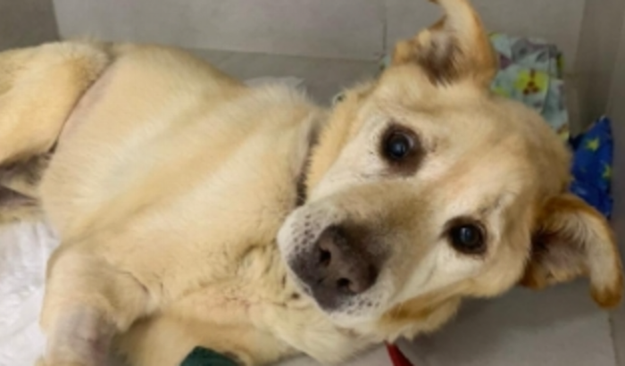 Vamos Salvar o Marley (dog)