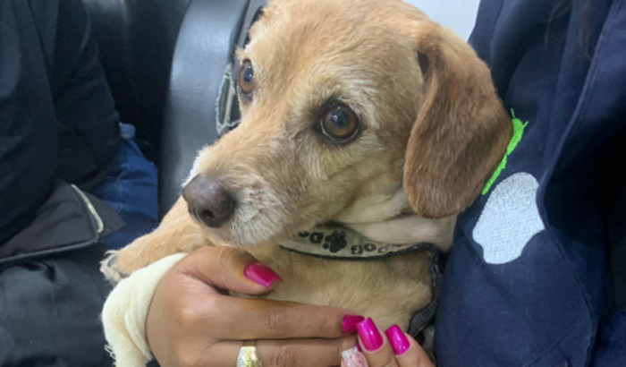 Vamos ajudar com a cirurgia do Thor!!!