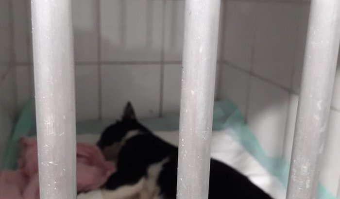 Ajudar na cirugua do Faísca