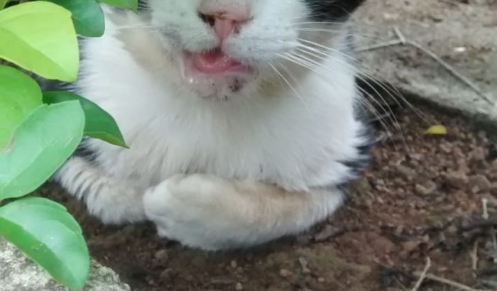 O GATO RODOLFO
