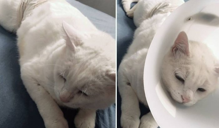 Tratamento do Branquelo