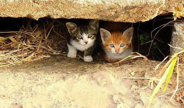 Castração de gatos e cachorros da UEL