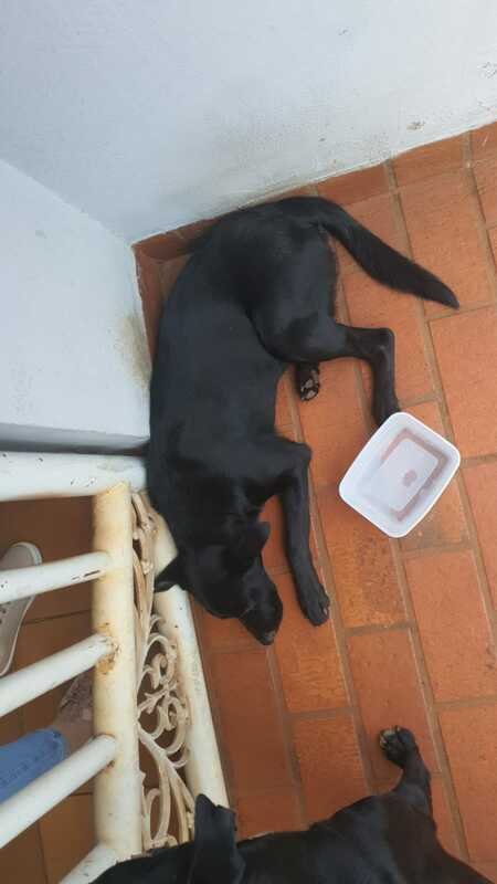 Cachorro atropelado 