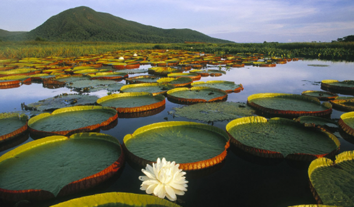 Ajuda para transporte para Residência Artística