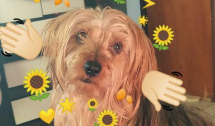 Tratamento de paralisia canina para o Teemo