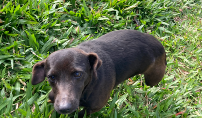 ajude o tony contra sua luta o câncer