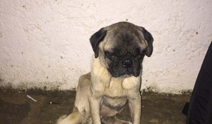 Recuperação da saúde de um dog