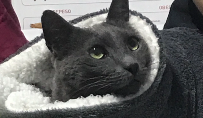 Ajude o Aladdin 💜