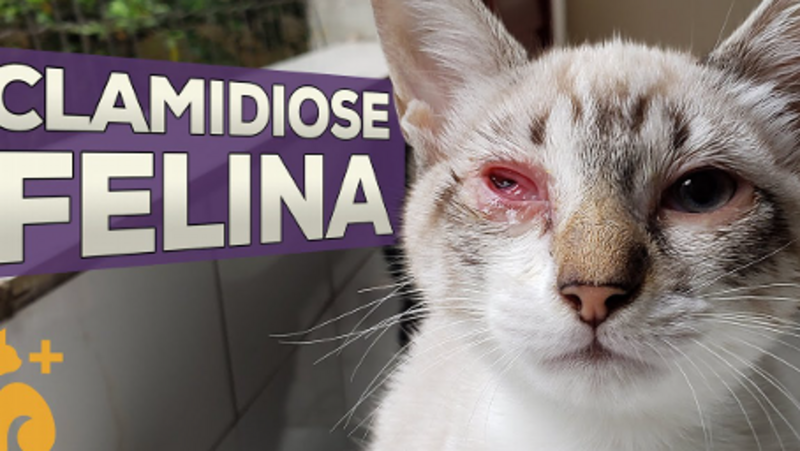 Ajude meu gatinho a fazer cirugia do olho