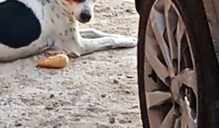 Nos ajude com a cachorra mimosa