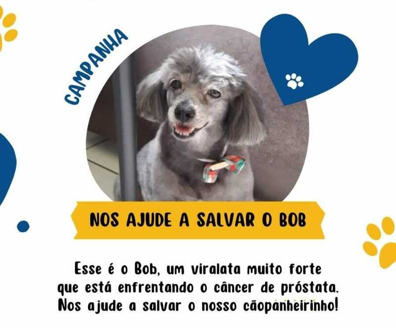 Cachorro BOB