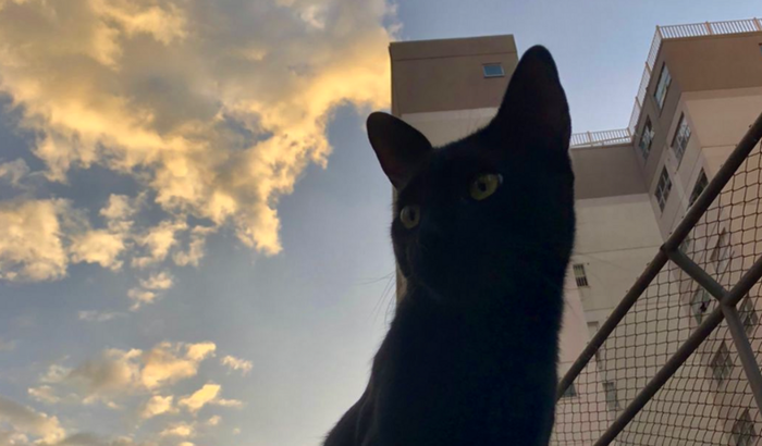 Castração solidária de felinos