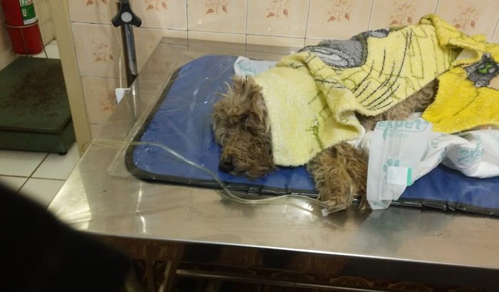 REMÉDIOS E CONSULTAS PARA UM CACHORRO ENCONTRADO NO RIO