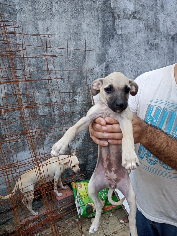 imagem da vaquinha NOS AJUDE COM DOAÇÕES DE GUAQUER CONTIA PARA COMPRARMOS RAÇÃO TEMOS 4 CACHORRAS 