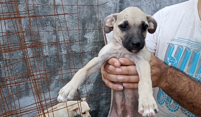 NOS AJUDE COM DOAÇÕES DE GUAQUER CONTIA PARA COMPRARMOS RAÇÃO TEMOS 4 CACHORRAS 