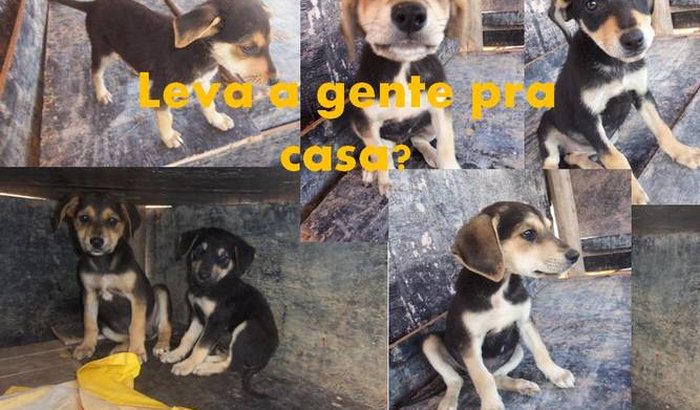 Companheiro 4 patas (protetora)