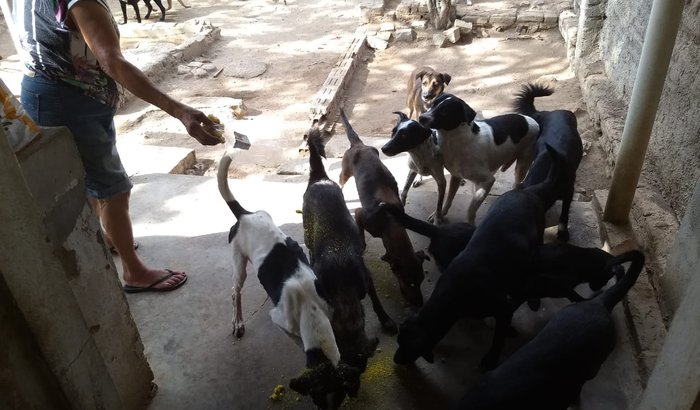 AJUDE OS CÃES DE PESQUEIRA - PE