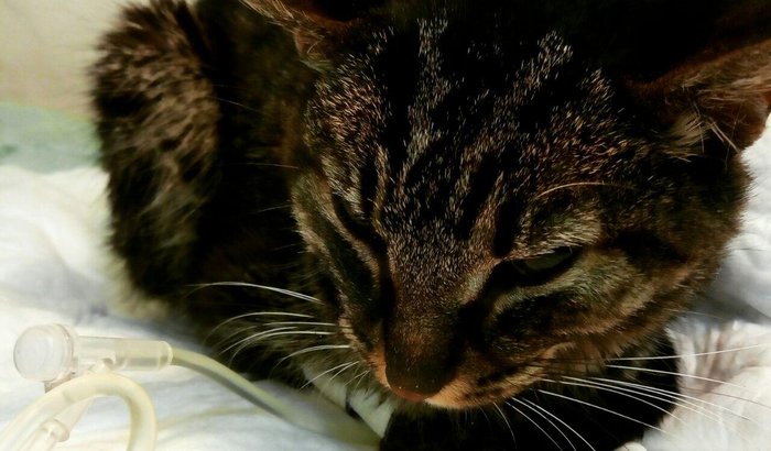 Pekezinha internada (lesão renal)