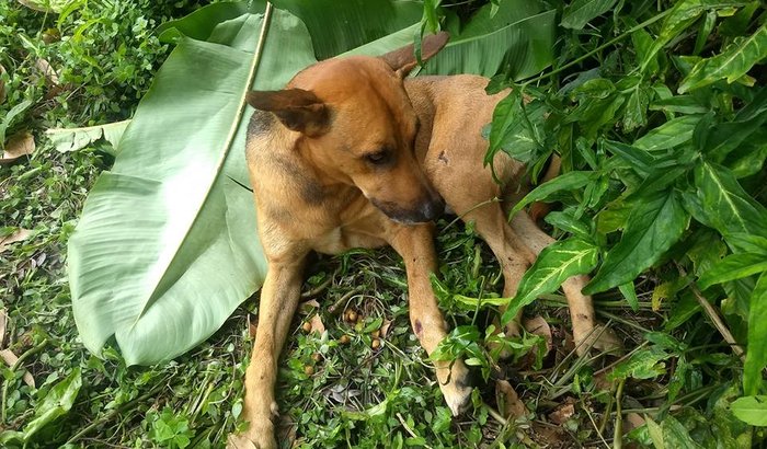Dog atropelado na estrada VDN em Ubatuba
