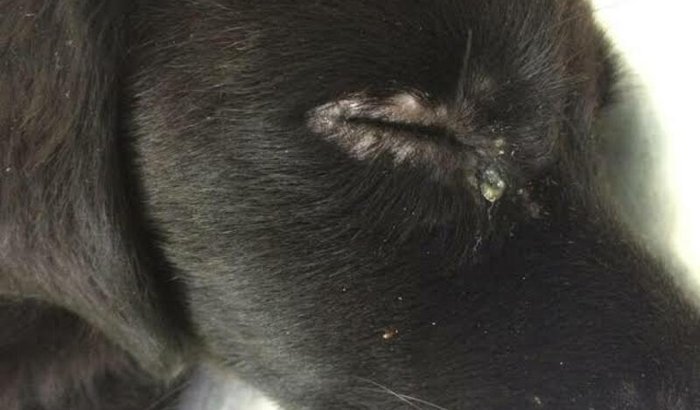 Ajudar meu cãozinho