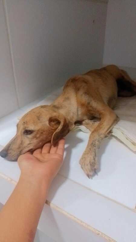 Cachorra atropelada (cirurgia) 