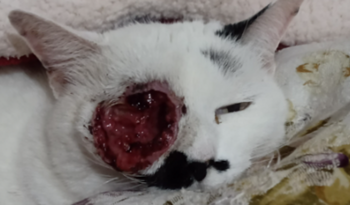 Ajude a mingau a se salva do câncer de olho