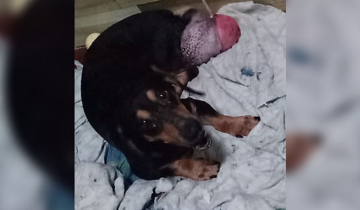 AJUDEM LALA A REMOVER TUMOR IMENSO