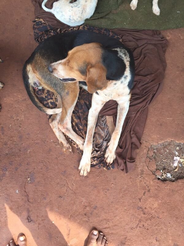 Cachorra com TVT
