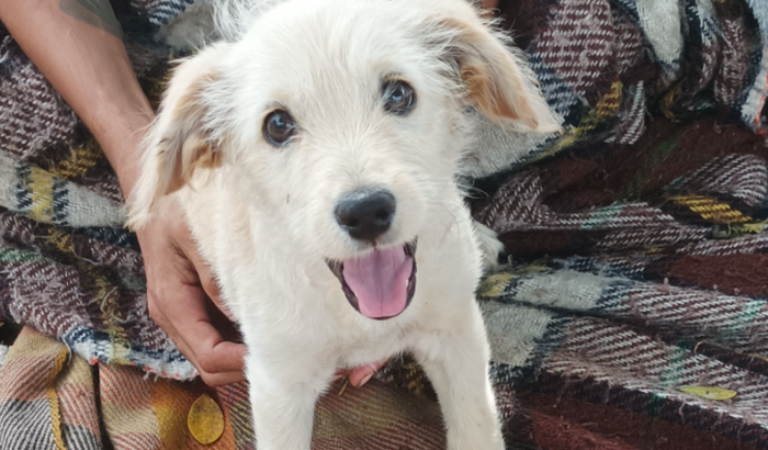 Corrente do Bem - Barraca