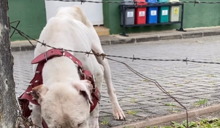 Ajuda para o resgate de um pitbull com desnutrição que foi abandonado 