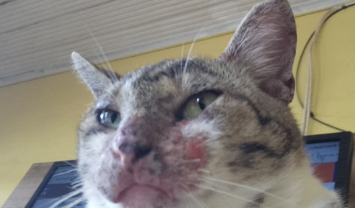 Ajude meu gato a se curar do fungo