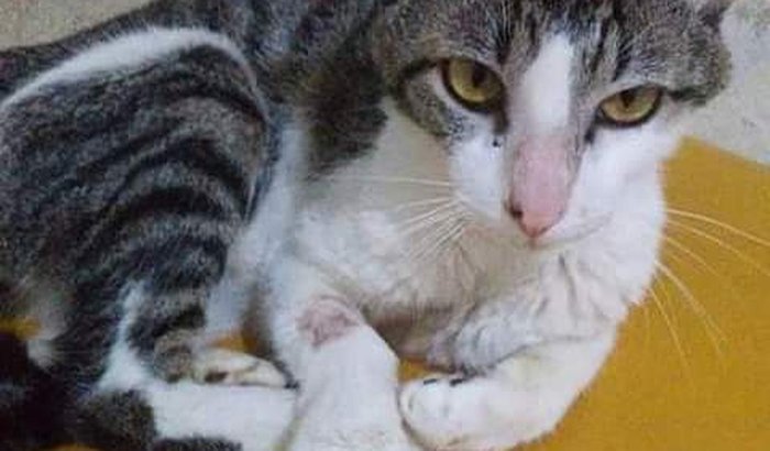 tratamento do gato anzol leucemia