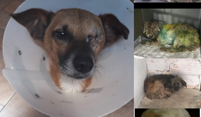 Despesas Veterinárias do GRAPPA 