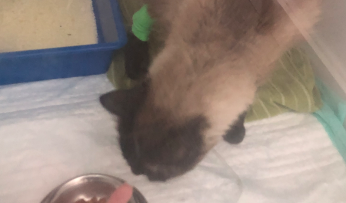 Ajude o Noe a ficar vivo