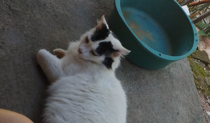 Me ajude com despesas dos gatos  