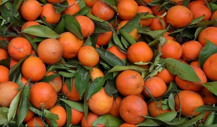 Financiamento para o filme Tangerina