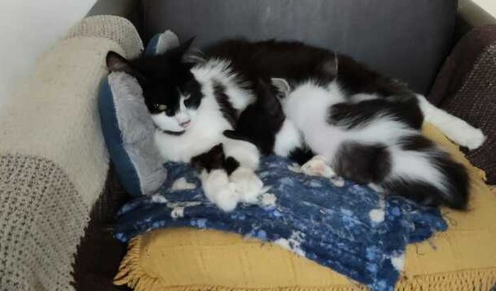 Ajuda para gatinhos resgatados