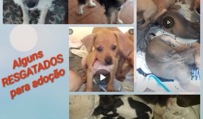 PELA CAUSA ANIMAL 