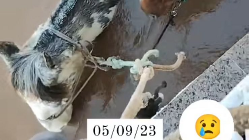 Ajude a Cabanha Santo Isidoro - Lajeado/RS