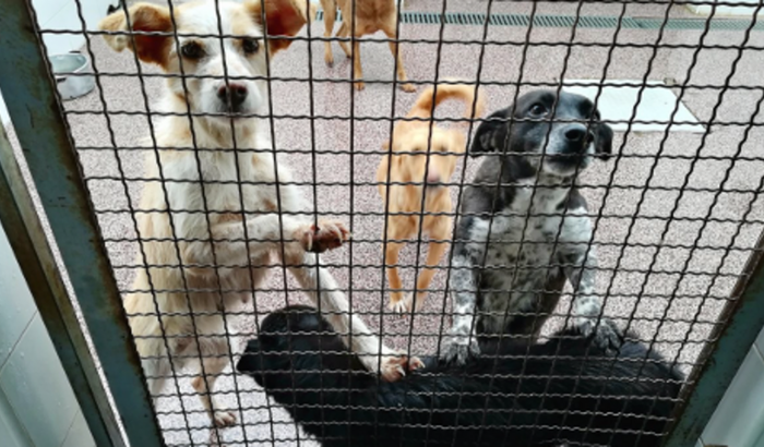 Ajude esse abrigo para cães por favor!!!