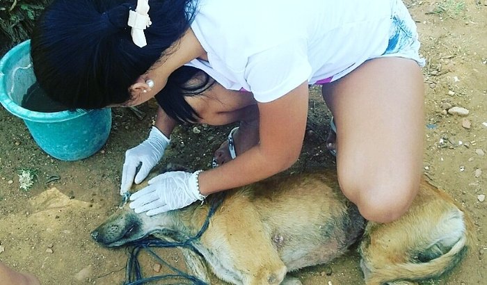 Ajuda para animais de rua