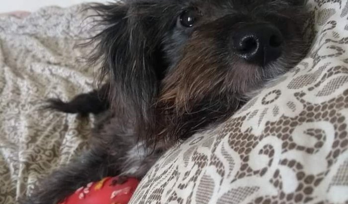 Cão atropelado. 