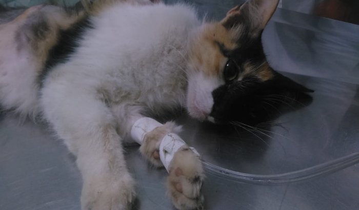 Ajudar nos exames da gatinha 