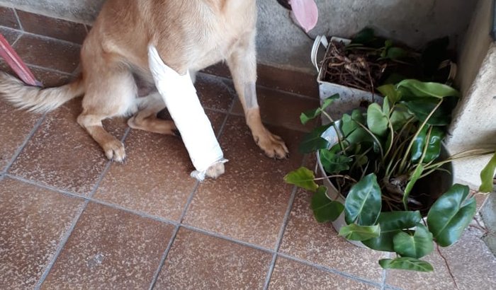 Cirurgia do Spike
