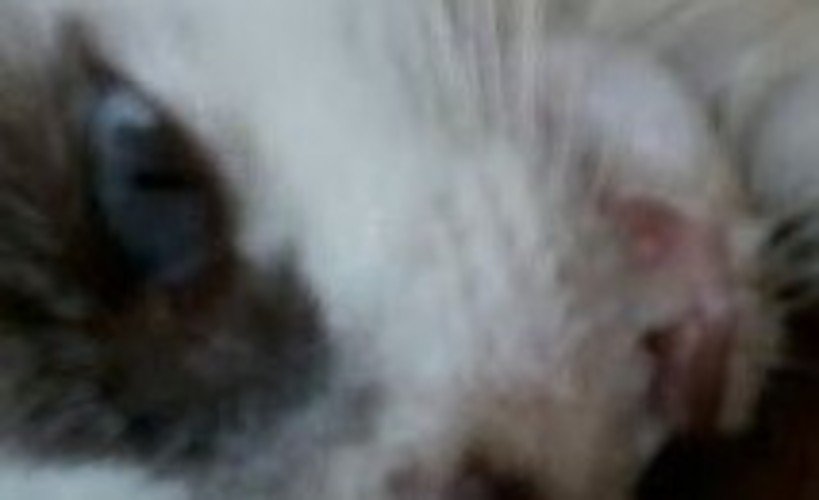 imagem da vaquinha Ajuda para salvar gatos envenenados.
